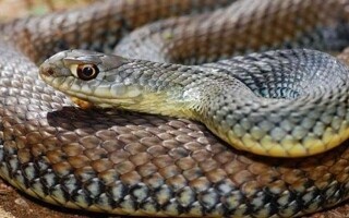 Редкая встреча со змеей зафиксирована в Читтагонге