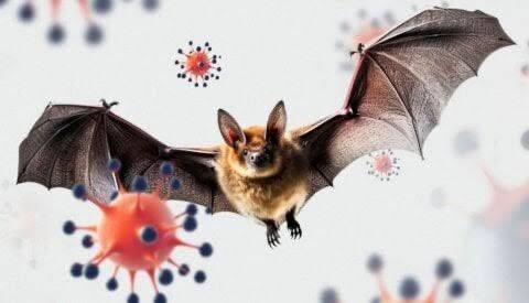 Researchers in Bangladesh discover new bat virus